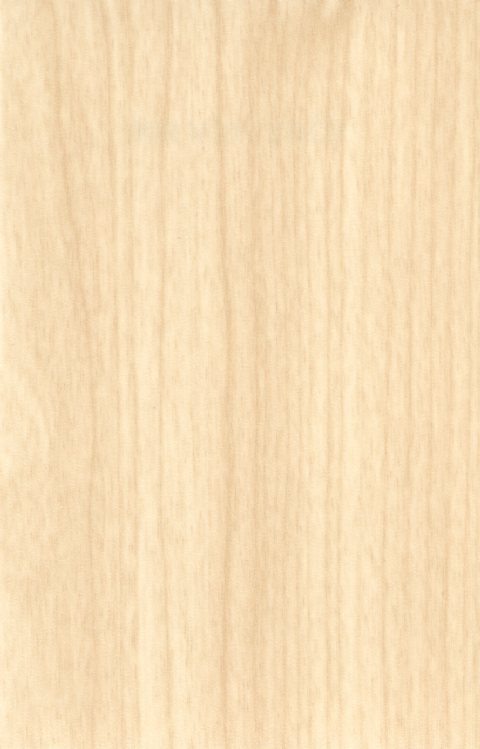 303 Açık Akçaağaç