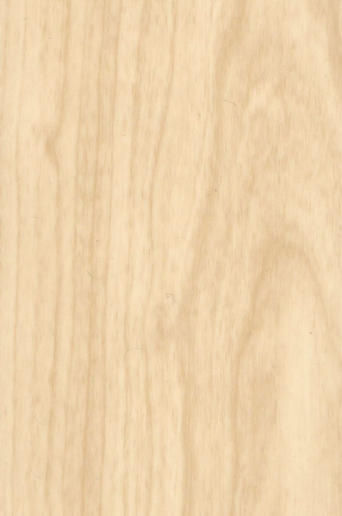 403 Parlak Akçaağaç